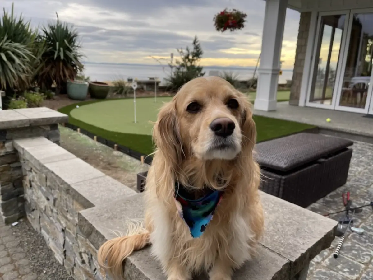 Artificial Turf for Dogs Cost