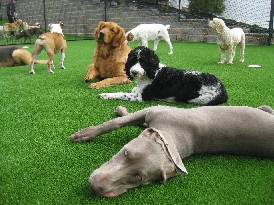 Antimicrobial Pet Turf Infill with Microban